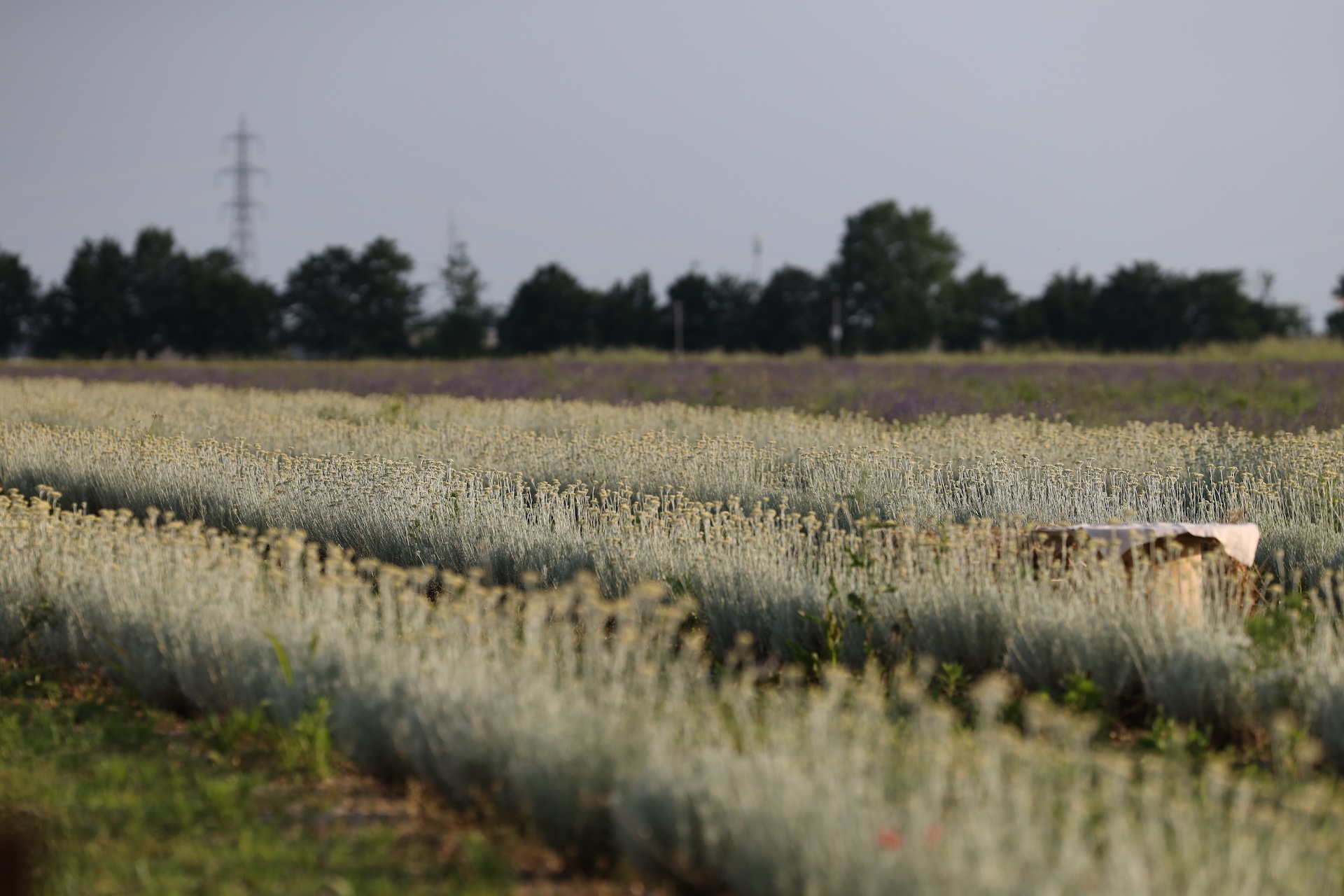 Crema Mani e Corpo Lavanda Vera
